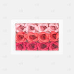 Coral Ombre Full Frame Flower Box